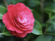 A Gozzano la 35ª edizione della Mostra della Camelia