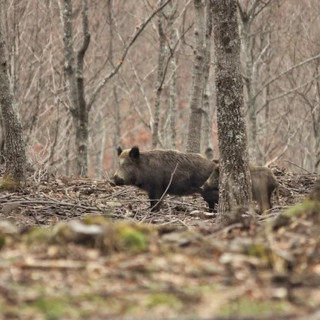 Danni da fauna selvatica: la regione Piemonte stanzia 3,6 milioni di euro