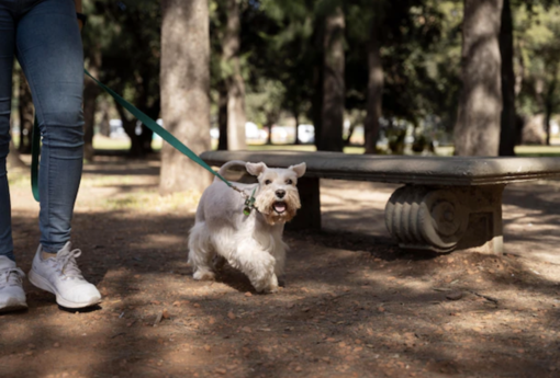‍“Trecate for dog”: passeggiata con gli amici a quattro zampe e inaugurazione della nuova area di sgambo in via Arcobaleno