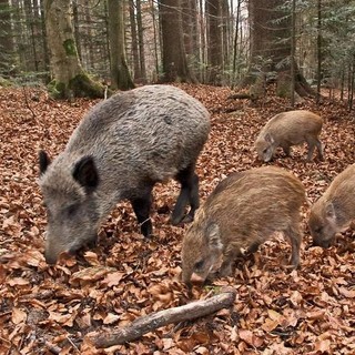 Peste suina africana: altri 22 casi tra i cinghiali del Novarese