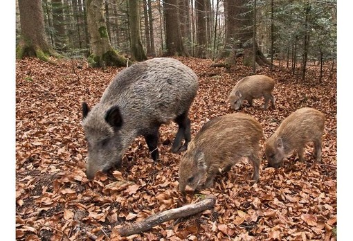 Peste suina africana: altri 22 casi tra i cinghiali del Novarese