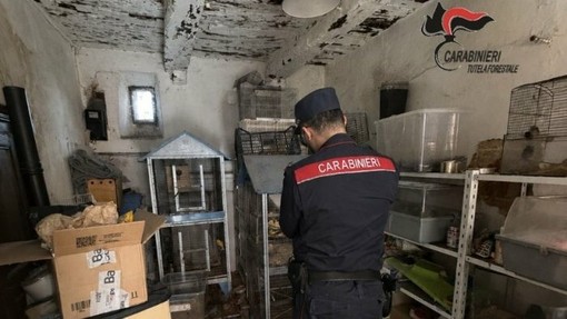 Borgo Ticino, vendeva animali esotici su Facebook: sequestrati 27 esemplari