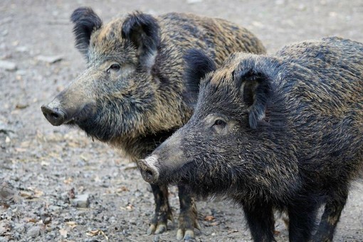 Peste suina, quattro nuovi casi nel novarese