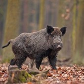 Caccia al cinghiale, da oggi si parte anche nel Novarese: nuove regole per le uscite in solitaria Caccia al cinghiale, da oggi si parte anche nel Novarese: nuove regole per le uscite in solitaria