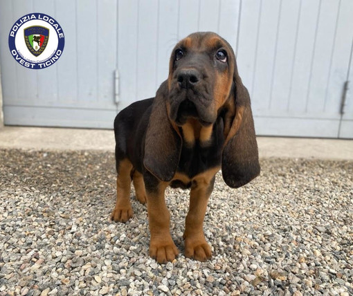 Una cucciola di bloodhound 'arruolata' dalla Polizia locale di Trecate
