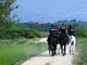 Maxi-servizio straordinario contro lo spaccio nei boschi biellesi, in azione anche i Carabinieri a cavallo FOTO e VIDEO Maxi-servizio straordinario contro lo spaccio nei boschi biellesi, in azione anche i Carabinieri a cavallo FOTO e VIDEO