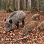 Peste suina africana: altri 22 casi tra i cinghiali del Novarese