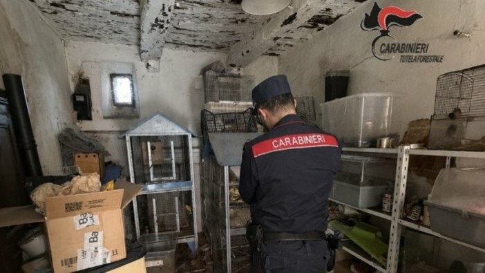 Borgo Ticino, vendeva animali esotici su Facebook: sequestrati 27 esemplari