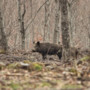 Danni da fauna selvatica: la regione Piemonte stanzia 3,6 milioni di euro
