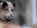 Peste suina: urgenti totale depopolamento cinghiali e indennizzi alle imprese
