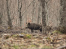 Danni da fauna selvatica: la regione Piemonte stanzia 3,6 milioni di euro