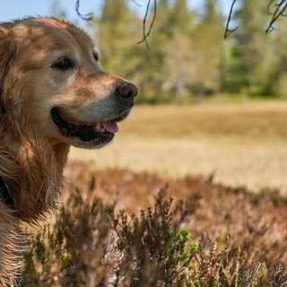 Displasia dell'anca nel cane: identificazione, trattamento e prevenzione