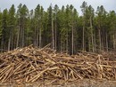 Coldiretti Piemonte: "Ue, bene il rinvio per il regolamento sulla deforestazione"