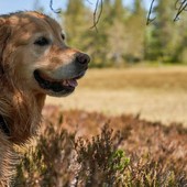 Displasia dell'anca nel cane: identificazione, trattamento e prevenzione