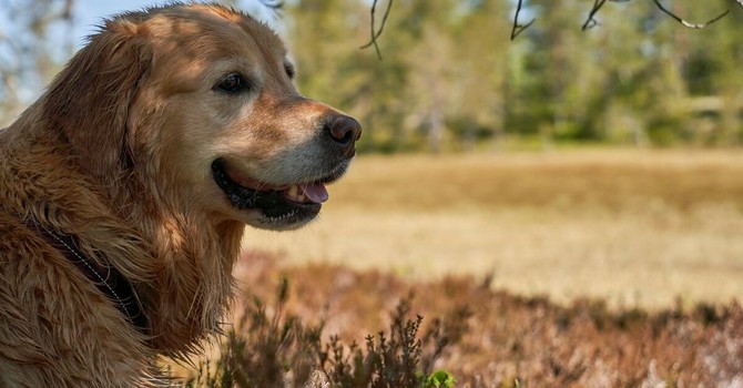 Amico Fido, l’app che aiuta a proteggere cani e gatti dai pericoli: oltre 35mila download in meno di un anno
