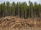 Coldiretti Piemonte: &quot;Ue, bene il rinvio per il regolamento sulla deforestazione&quot;