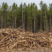 Coldiretti Piemonte: &quot;Ue, bene il rinvio per il regolamento sulla deforestazione&quot;