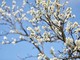 Festa di Primavera a Montrigiasco: natura, sapori locali e convivialità tra le colline aroniesi