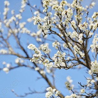 Festa di Primavera a Montrigiasco: natura, sapori locali e convivialità tra le colline aroniesi