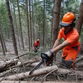 Foreste, la regione anticipa il periodo di taglio dei castagni