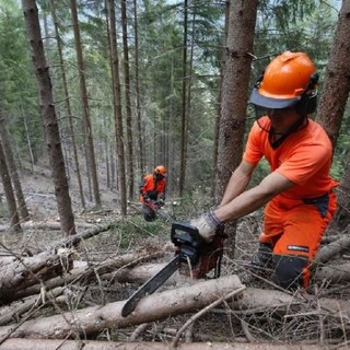 Foreste, la regione anticipa il periodo di taglio dei castagni