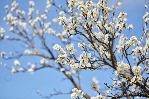Festa di Primavera a Montrigiasco: natura, sapori locali e convivialità tra le colline aroniesi