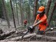 Foreste, la regione anticipa il periodo di taglio dei castagni