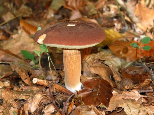 Stagione dei funghi: al via il servizio gratuito di controllo dell’Asl