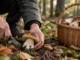Funghi, in Piemonte 30 persone intossicate nel 2025: i consigli per una raccolta sicura