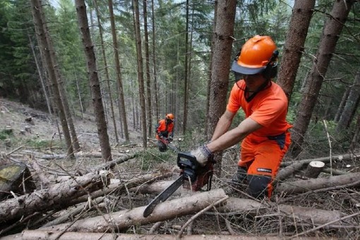 Foreste, la regione anticipa il periodo di taglio dei castagni Foreste, la regione anticipa il periodo di taglio dei castagni