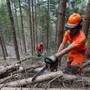Foreste, la regione anticipa il periodo di taglio dei castagni
