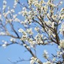 Festa di Primavera a Montrigiasco: natura, sapori locali e convivialità tra le colline aroniesi