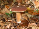 Inizia la stagione dei funghi: quello che devi sapere sul controllo e certificazione dell’ispettorato micologico
