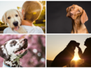 Oggi, 26 agosto, Festa del Cane: un amico fedele.