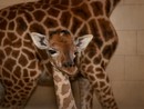 Il miracolo della vita si ripete al Safari Park Lago Maggiore: nasce una piccola giraffa