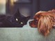 Torna “Dona la Spesa per gli amici animali”: solidarietà per cani e gatti senza casa