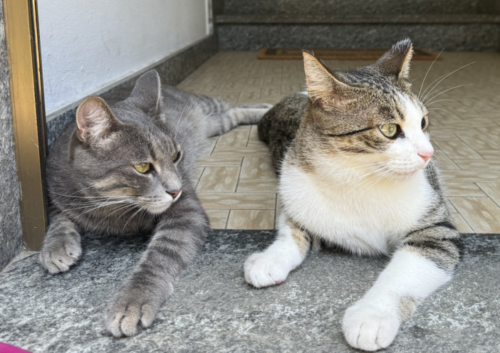 La Regione sostiene 22 progetti comunali per la gestione delle colonie feline