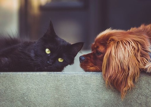 Torna “Dona la Spesa per gli amici animali”: solidarietà per cani e gatti senza casa