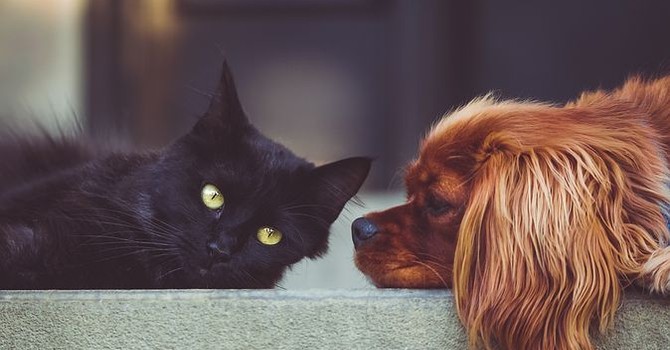 Estate con gli animali: come proteggerli dal caldo e vivere le vacanze in sicurezza