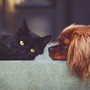 Torna “Dona la Spesa per gli amici animali”: solidarietà per cani e gatti senza casa