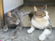 La Regione sostiene 22 progetti comunali per la gestione delle colonie feline