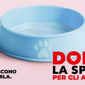 Solidarietà a quattro zampe: l'11 luglio torna la raccolta alimentare "Dona la Spesa"