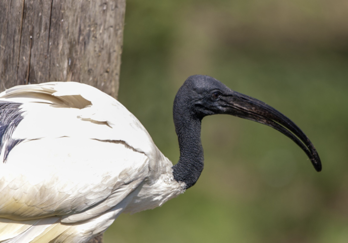 Ibis sacri nei parchi di Novara: tra meraviglia e allarme ambientale