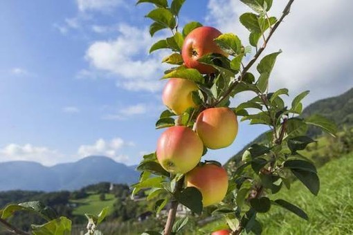 Mele piemontesi, raccolta anticipata per il caldo e produzione in crescita Mele piemontesi, raccolta anticipata per il caldo e produzione in crescita