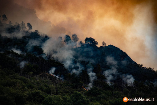 Incendi, il M5S chiede lo stop alla caccia nelle aree boschive devastate dal fuoco Incendi, il M5S chiede lo stop alla caccia nelle aree boschive devastate dal fuoco