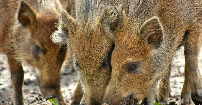 Danni da fauna selvatica, Coldiretti Piemonte: "Risarcimenti insufficienti, penalizzate le aziende agricole"