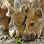Danni da fauna selvatica, Coldiretti Piemonte: "Risarcimenti insufficienti, penalizzate le aziende agricole" Danni da fauna selvatica, Coldiretti Piemonte: "Risarcimenti insufficienti, penalizzate le aziende agricole"