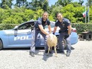 Novara: pecora in tangenziale crea caos tra gli automobilisti