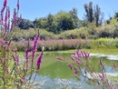 Completati i lavori di riqualificazione della Palude di Casalbeltrame: nuova vita per la riserva naturale tra Novarese e Vercellese Completati i lavori di riqualificazione della Palude di Casalbeltrame: nuova vita per la riserva naturale tra Novarese e Vercellese