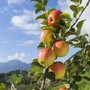 Mele piemontesi, raccolta anticipata per il caldo e produzione in crescita Mele piemontesi, raccolta anticipata per il caldo e produzione in crescita